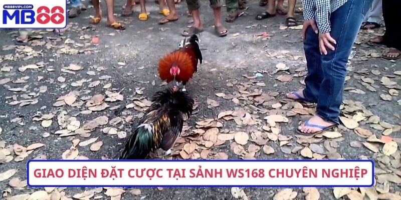 Giao diện đặt cược tại sảnh ws168 chuyên nghiệp