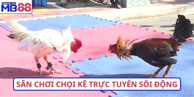 Sân chơi chọi kê trực tuyến sôi động